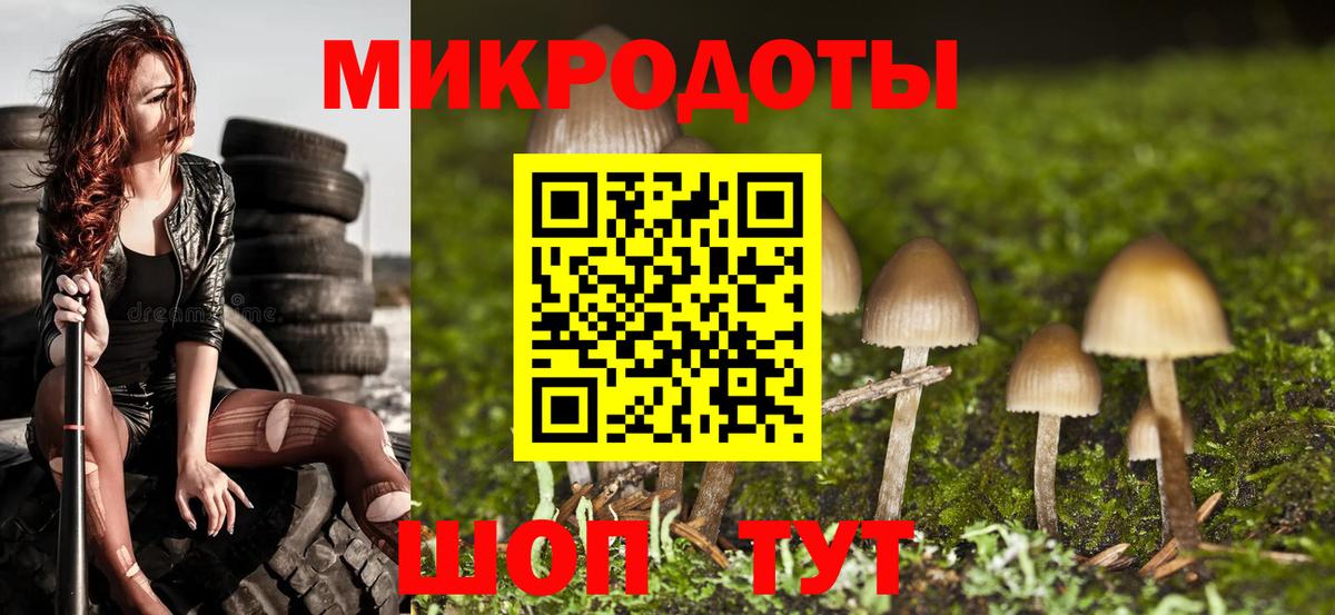 Галлюциногенные грибы Psilocybe Волоколамск